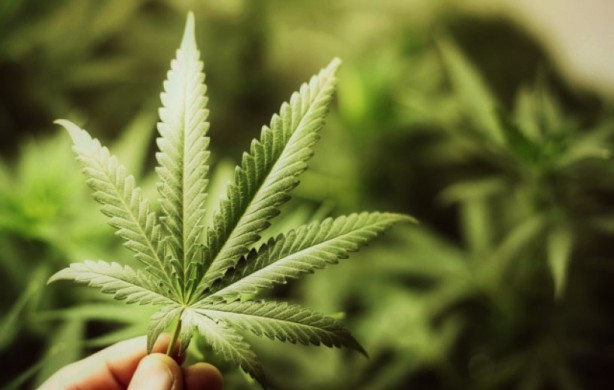Reglamentan el Programa Nacional para la investigación de cannabis medicinal